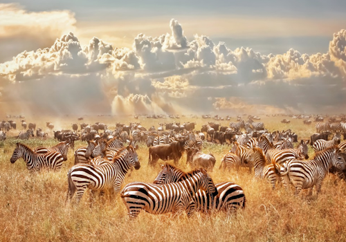 7-days-6-nights-lake-manyara-serengeti-ngorongoro-crater-tarangire-safari-package